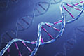 Учеными составлено суточное расписание работы генов
